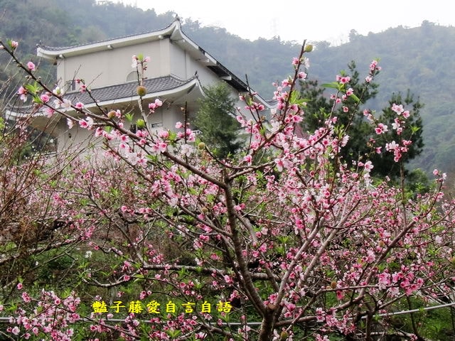 【台中秘境桃花園】台中新社美林路桃花園．遇見世外桃源．豔子藤旅遊地圖