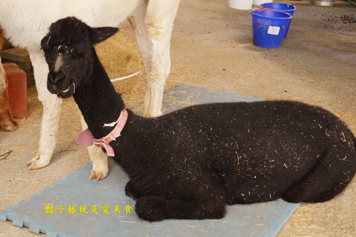 【草泥馬咖啡】台中新社親子遊．可愛草泥馬萌翻天．餵食草泥馬教戰守則．豔子藤旅遊地圖