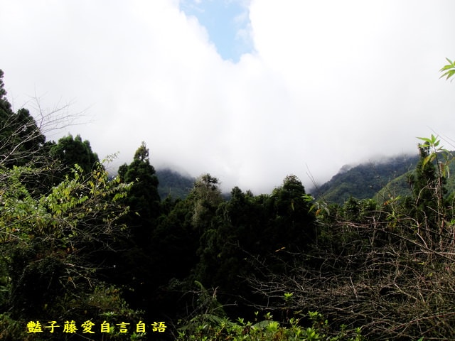 南投旅遊＆遇見可愛松鼠。你可以再靠近一點【豔子藤旅遊全地圖】
