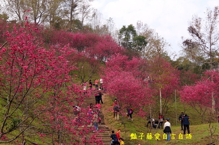 【大坑濁水巷櫻花】台中櫻花爆紅秘境．2014台中賞櫻情報．豔子藤旅遊地圖