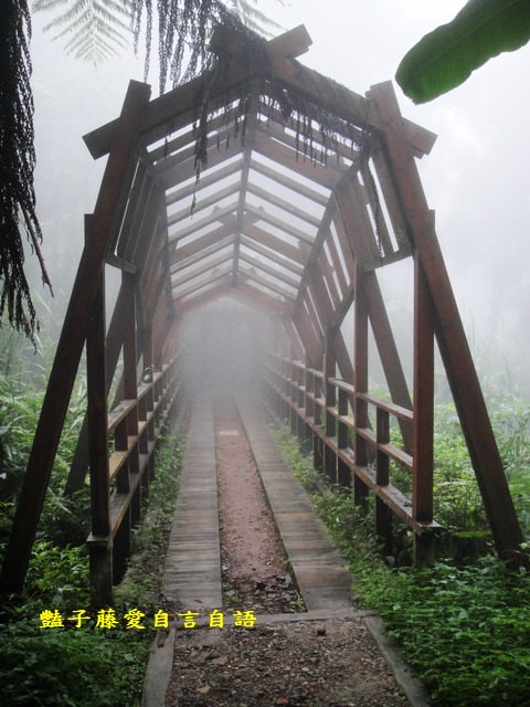 南投旅遊＆溪頭探索森林。精靈聚落喜迎芬多精的洗禮【豔子藤旅遊全地圖】