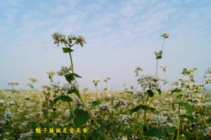 冬戀蕎麥花海．微醺旅行農戀二林．蕎見台灣白雪的幸福【豔子藤彰化好吃好玩一日遊】