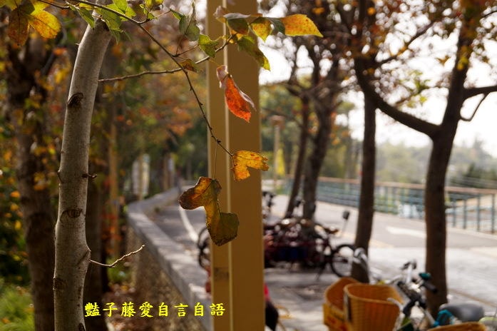 櫻花祭前．臺中市后里泰安商圈樂活深度一日遊【豔子藤臺中商圈一日遊】