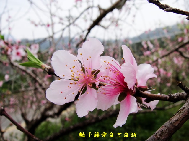 【台中秘境桃花園】台中新社美林路桃花園．遇見世外桃源．豔子藤旅遊地圖