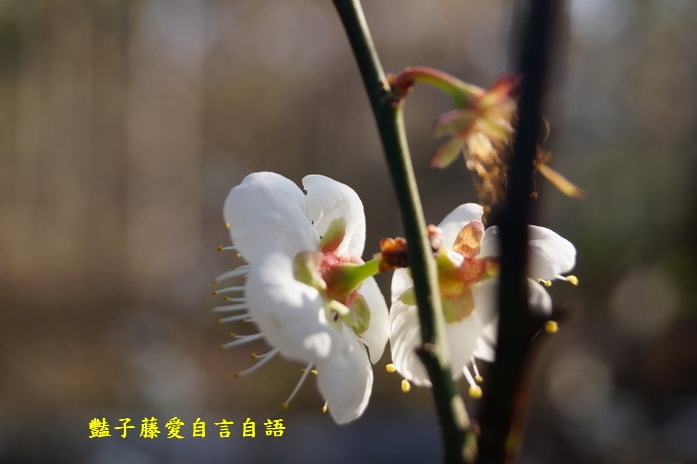 【台中梅花隧道】台中新社賞梅秘境．豔子藤旅遊地圖