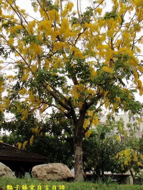 【豔子藤攝影學習站】黃金雨　聽見心的聲音