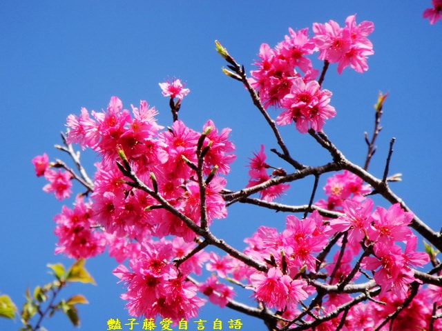 【台中新社櫻木花道】台中旅遊．新社賞櫻季．新社區公所前櫻木花道．豔子藤旅遊地圖
