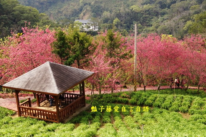 【沐心泉櫻花】花末已了．新社櫻花季花況．賞花情報．豔子藤旅遊地圖
