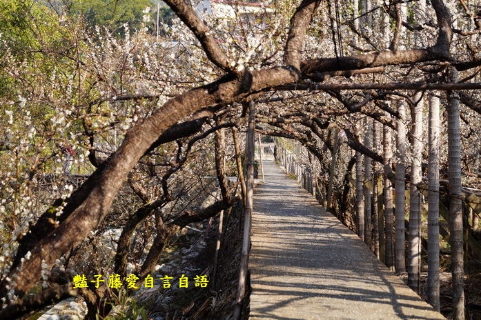 【台中梅花隧道】台中新社賞梅秘境．豔子藤旅遊地圖