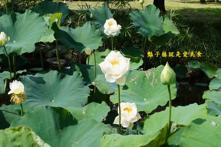 【台中賞蓮荷花賞花情報】台中蓮花攝影家私房景點．景賢公園荷花池．遇見白色蓮花．豔子藤旅遊全地圖