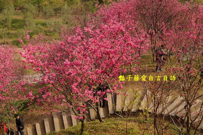 【大坑濁水巷櫻花】台中櫻花爆紅秘境．2014台中賞櫻情報．豔子藤旅遊地圖
