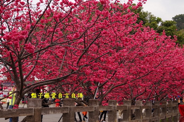 【泰安派出所櫻花】台灣最美警察局櫻花爆開．爆紅賞櫻私房景點．豔子藤旅遊地圖