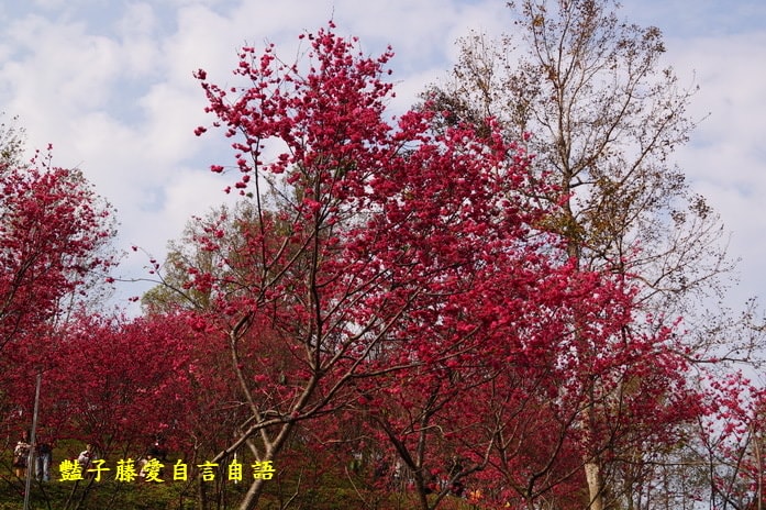 【大坑濁水巷櫻花】台中櫻花爆紅秘境．2014台中賞櫻情報．豔子藤旅遊地圖