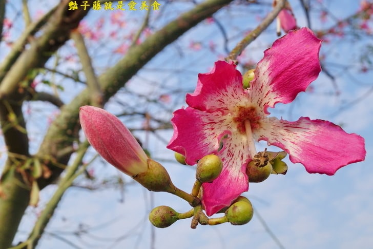 冬戀蕎麥花海．微醺旅行農戀二林．蕎見台灣白雪的幸福【豔子藤彰化好吃好玩一日遊】