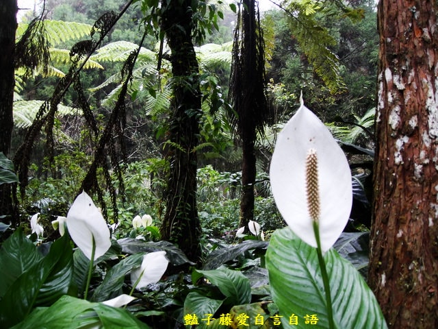 南投旅遊＆溪頭探索森林。精靈聚落喜迎芬多精的洗禮【豔子藤旅遊全地圖】