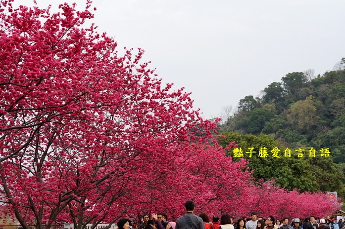 【泰安派出所櫻花】台灣最美警察局櫻花爆開．爆紅賞櫻私房景點．豔子藤旅遊地圖