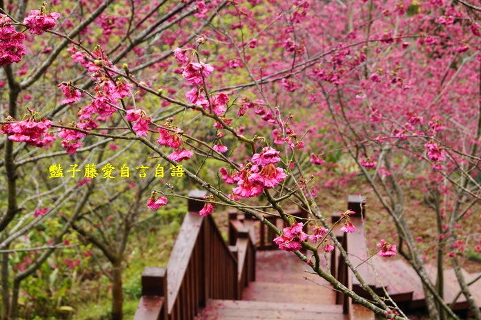 【沐心泉櫻花】花末已了．新社櫻花季花況．賞花情報．豔子藤旅遊地圖