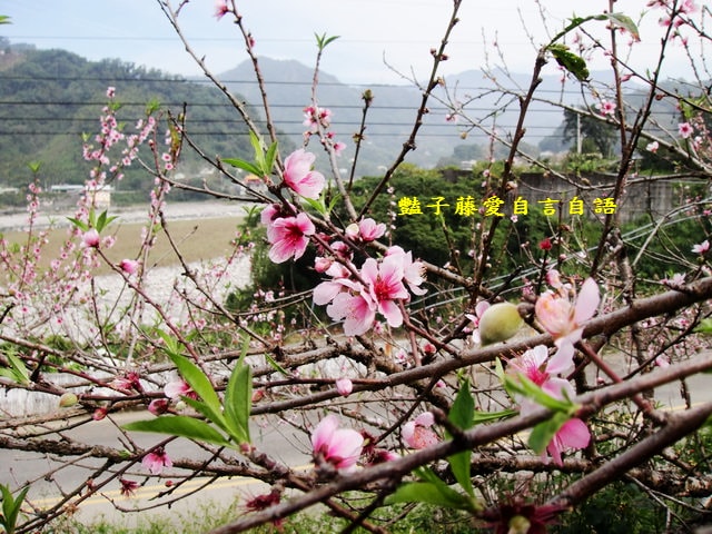 【台中秘境桃花園】台中新社美林路桃花園．遇見世外桃源．豔子藤旅遊地圖