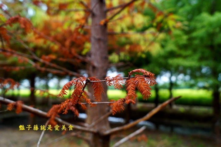 【台中霧峰落羽松】私房秘境．韓劇場景秋意濃．台灣原來這麼美．豔子藤旅遊地圖