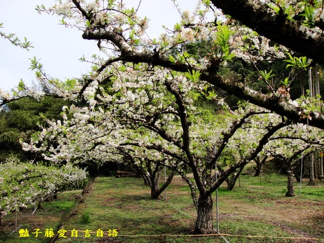 【台中桃接李】台中旅遊．桃接李花海．雪白李花盛開．豔子藤旅遊地圖