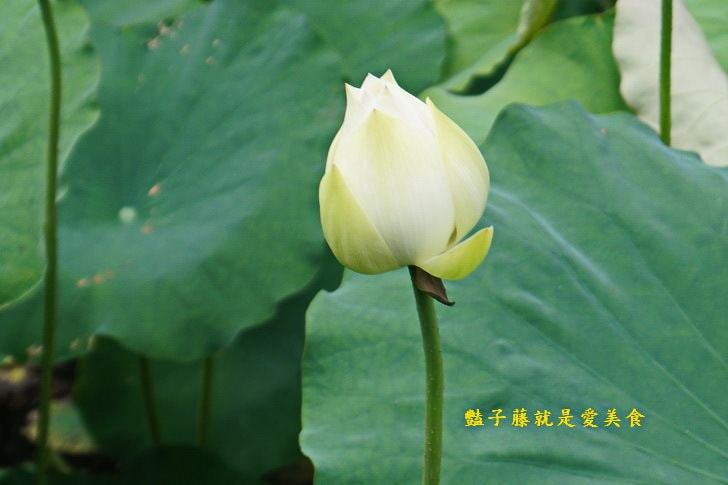 【台中賞蓮荷花賞花情報】台中蓮花攝影家私房景點．景賢公園荷花池．遇見白色蓮花．豔子藤旅遊全地圖