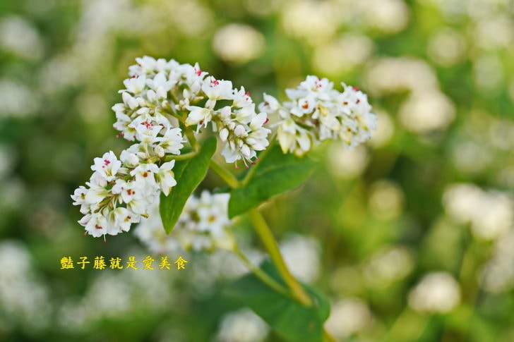 冬戀蕎麥花海．微醺旅行農戀二林．蕎見台灣白雪的幸福【豔子藤彰化好吃好玩一日遊】