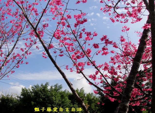 【台中新社櫻木花道】台中旅遊．新社賞櫻季．新社區公所前櫻木花道．豔子藤旅遊地圖