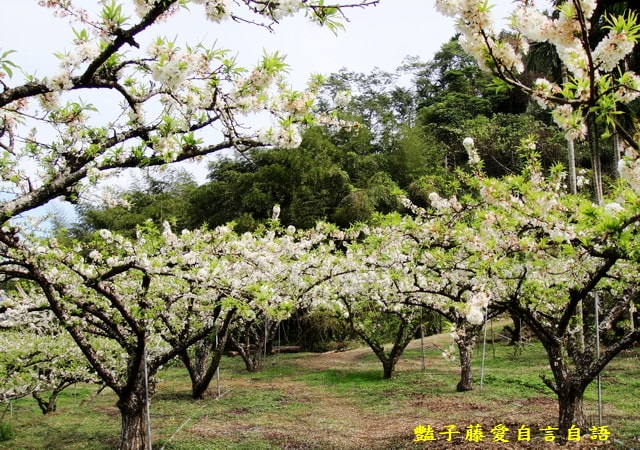 【台中桃接李】台中旅遊．桃接李花海．雪白李花盛開．豔子藤旅遊地圖