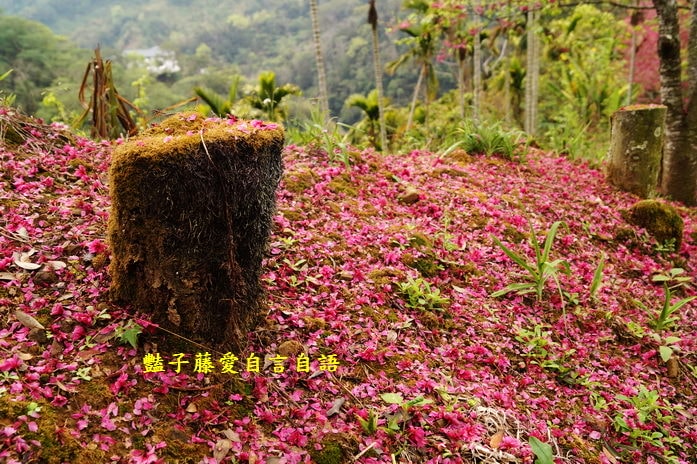 【沐心泉櫻花】花末已了．新社櫻花季花況．賞花情報．豔子藤旅遊地圖