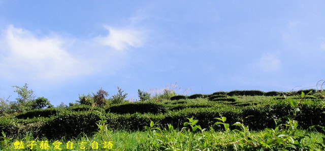 南投旅遊＆清境蕓蘆民宿。風起雲嵐！看台灣小瑞士山景【豔子藤旅遊全地圖】