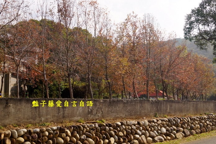 后豐鐵馬道一日遊．減肥甩肉飽覽美景【豔子藤旅遊全地圖】