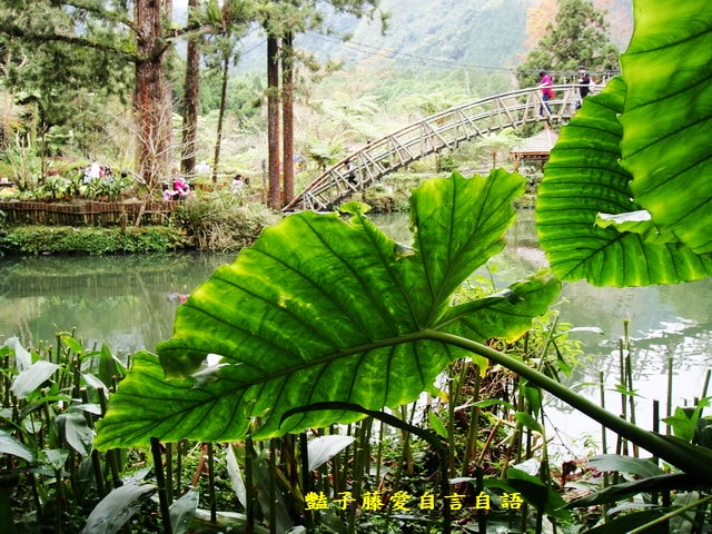 南投旅遊＆遇見可愛松鼠。你可以再靠近一點【豔子藤旅遊全地圖】