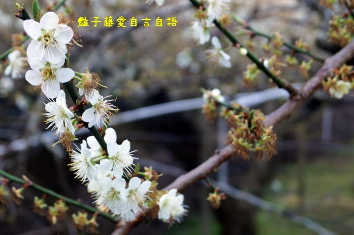 【台中梅花森林】台中新社賞梅私房景點．豔子藤旅遊地圖
