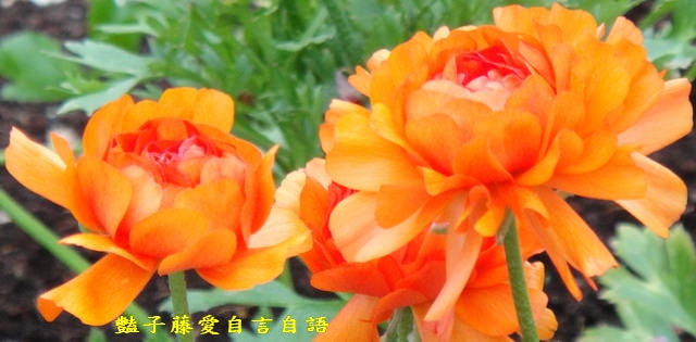 【微距鏡頭的異想世界】豔子藤的微距鏡頭　你可以再靠近一點