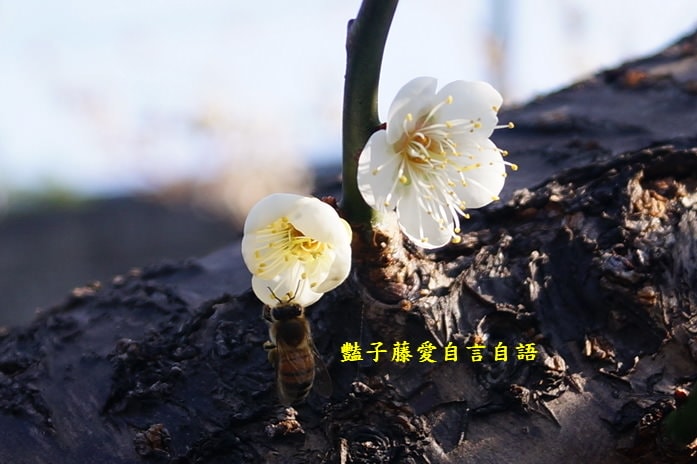 【台中梅花隧道】台中新社賞梅秘境．豔子藤旅遊地圖