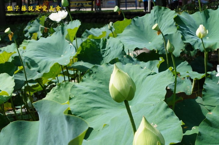 【台中賞蓮荷花賞花情報】台中蓮花攝影家私房景點．景賢公園荷花池．遇見白色蓮花．豔子藤旅遊全地圖