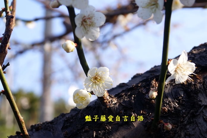 【台中梅花隧道】台中新社賞梅秘境．豔子藤旅遊地圖