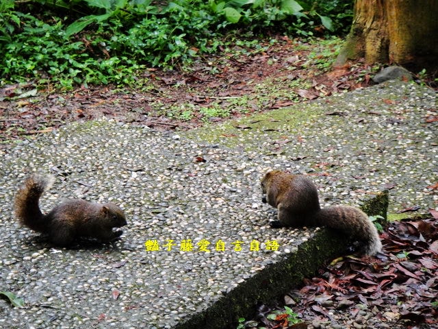 南投旅遊＆遇見可愛松鼠。你可以再靠近一點【豔子藤旅遊全地圖】