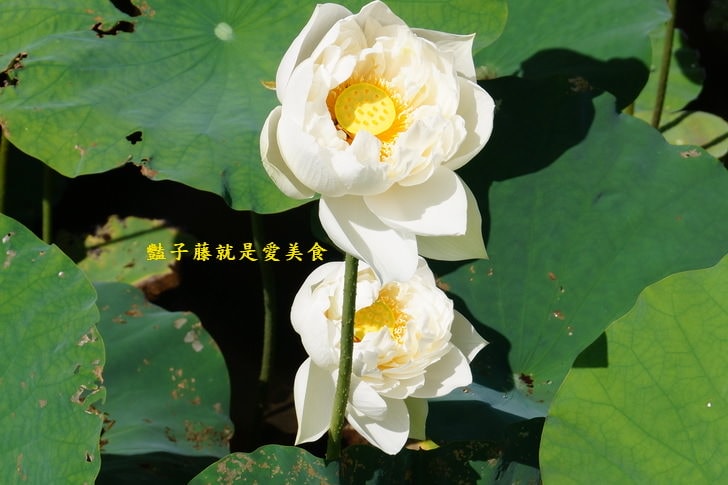 【台中賞蓮荷花賞花情報】台中蓮花攝影家私房景點．景賢公園荷花池．遇見白色蓮花．豔子藤旅遊全地圖