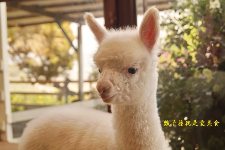 【草泥馬咖啡】台中新社親子遊．可愛草泥馬萌翻天．餵食草泥馬教戰守則．豔子藤旅遊地圖