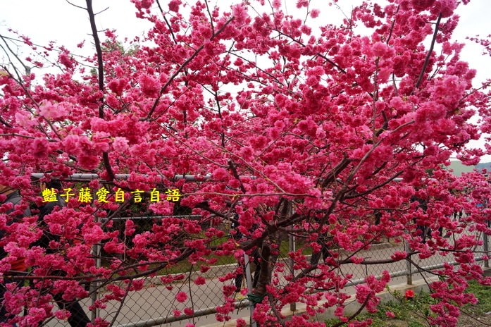 【泰安派出所櫻花】台灣最美警察局櫻花爆開．爆紅賞櫻私房景點．豔子藤旅遊地圖