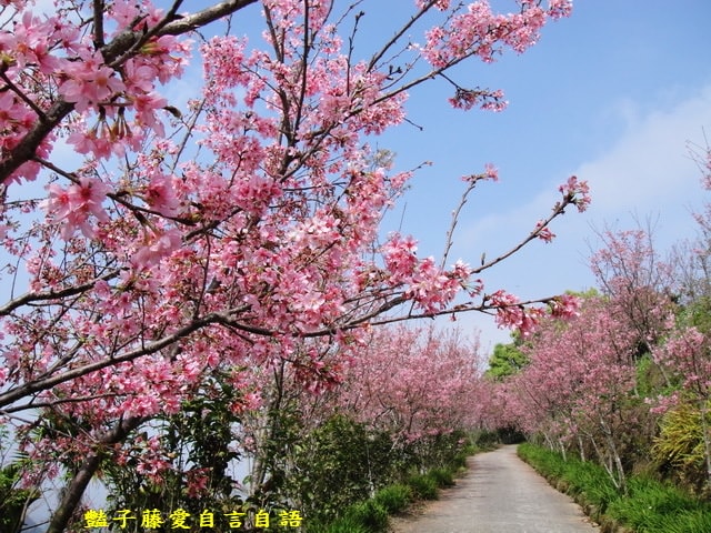 【台中吉野富士櫻花廊】台中旅遊新社沐心泉．轉角遇見櫻花在枝頭靜謐的魅力．豔子藤旅遊全地圖