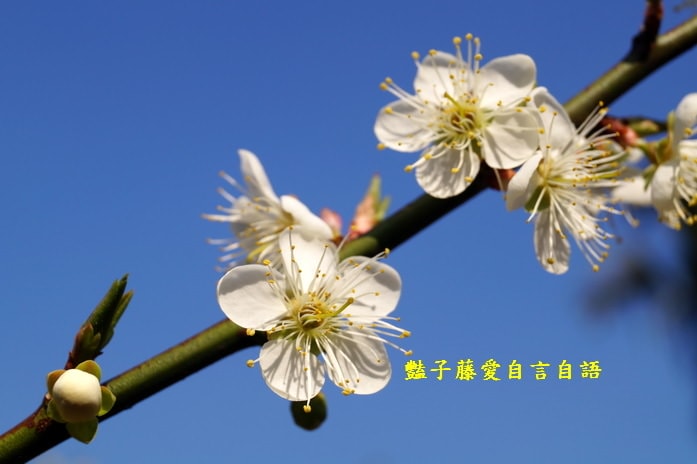 【台中梅花森林】台中新社賞梅私房景點．豔子藤旅遊地圖