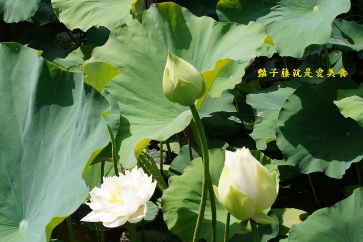 【台中賞蓮荷花賞花情報】台中蓮花攝影家私房景點．景賢公園荷花池．遇見白色蓮花．豔子藤旅遊全地圖