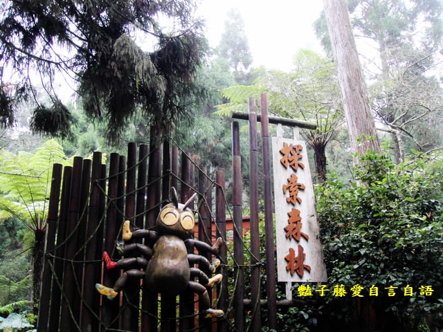 南投旅遊＆溪頭探索森林。精靈聚落喜迎芬多精的洗禮【豔子藤旅遊全地圖】