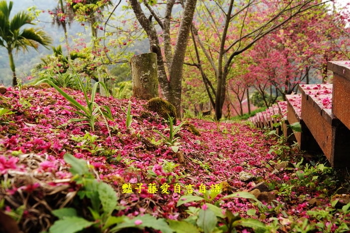 【沐心泉櫻花】花末已了．新社櫻花季花況．賞花情報．豔子藤旅遊地圖
