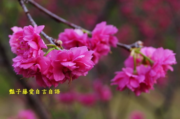 【大坑濁水巷櫻花】台中櫻花爆紅秘境．2014台中賞櫻情報．豔子藤旅遊地圖