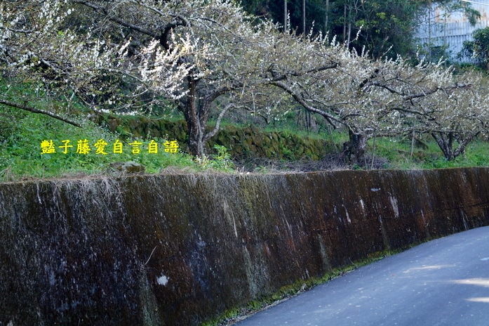 【台中梅花森林】台中新社賞梅私房景點．豔子藤旅遊地圖
