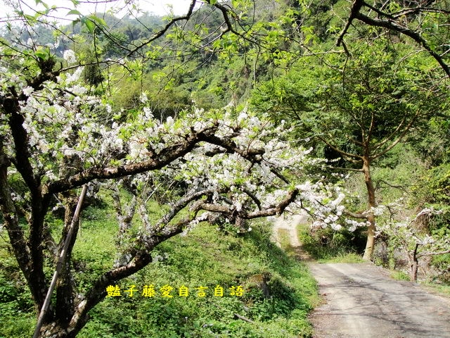 【台中桃接李】台中旅遊．桃接李花海．雪白李花盛開．豔子藤旅遊地圖