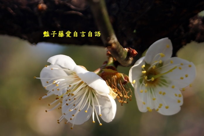 【台中梅花隧道】台中新社賞梅秘境．豔子藤旅遊地圖